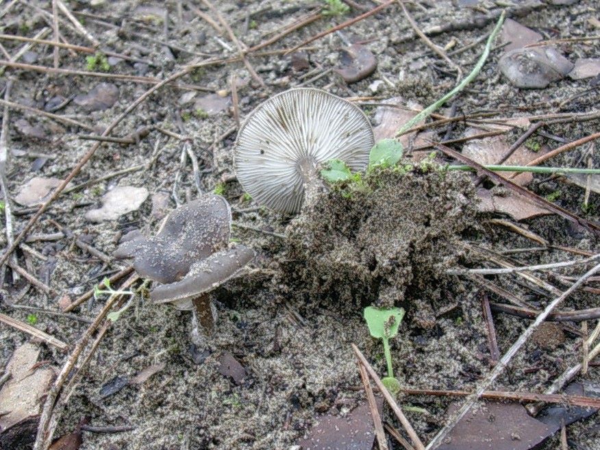 1872 Gennaio vecchio ritrovamento